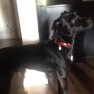 Meet your Posher, Patsy